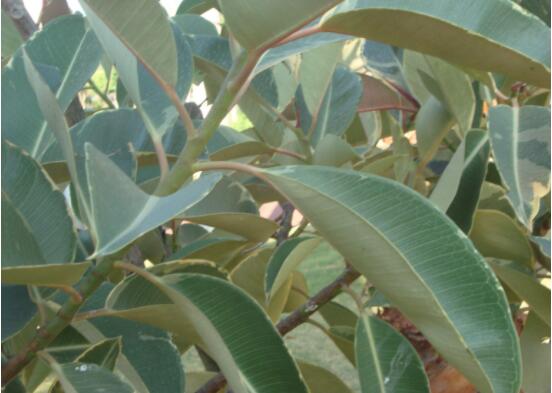 橡皮樹長黑斑怎么辦，兩種原因以及解決辦法