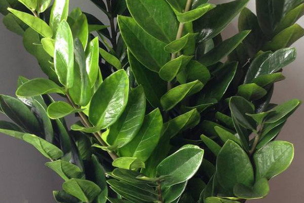 金錢(qián)樹(shù)秋季怎么養(yǎng)護(hù)