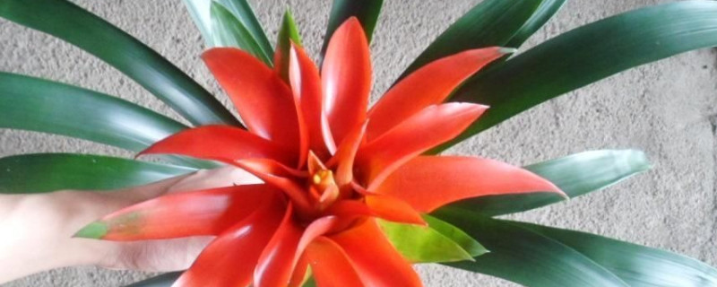 鴻運(yùn)當(dāng)頭爛根怎么修剪