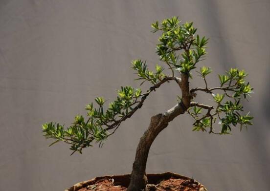 羅漢松的繁殖方法，羅漢松五大繁殖方法