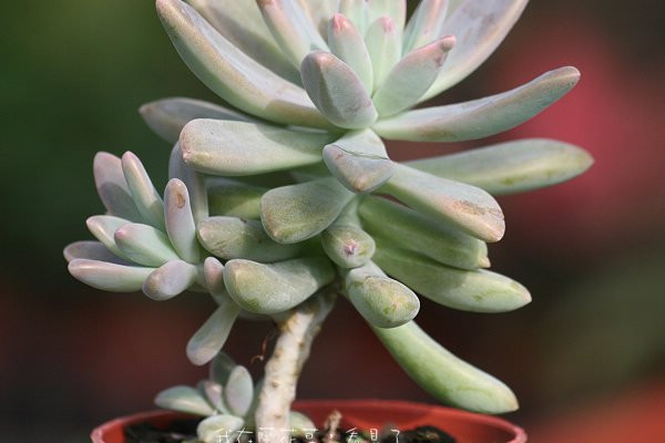 秋麗秋天怎么養(yǎng)