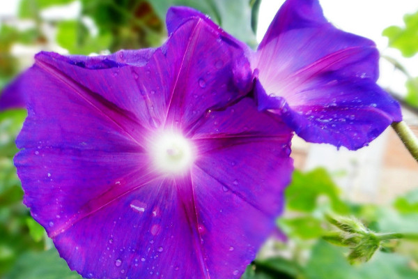 牽牛花一個(gè)盆里種幾顆