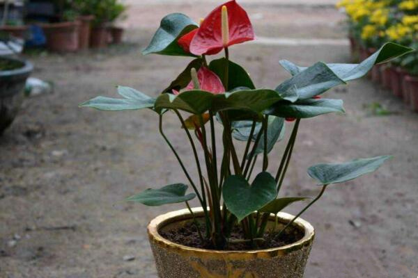 紅掌怎么養(yǎng)長(zhǎng)得快，掌握正確的養(yǎng)護(hù)方法是關(guān)鍵