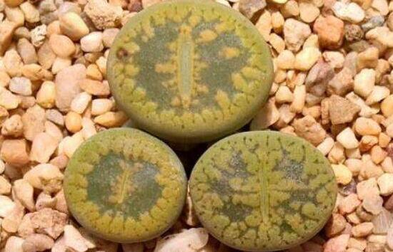 生石花怎么養(yǎng)護，做好五點生長美觀茂盛