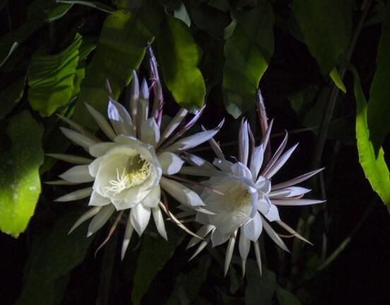 曇花怎么養(yǎng)，注意盆土是關(guān)鍵/肥水要合理