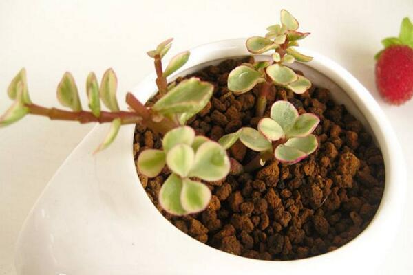 多肉雅樂之舞怎么扦插，5步即可完成扦插