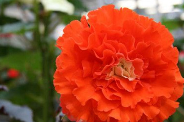 球根海棠種子發(fā)芽后如何養(yǎng)