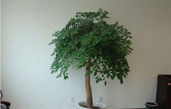 幸福樹(shù)放在哪里好風(fēng)水，盤(pán)點(diǎn)最佳四個(gè)好風(fēng)水位置(客廳/臥室/書(shū)房/陽(yáng)臺(tái))