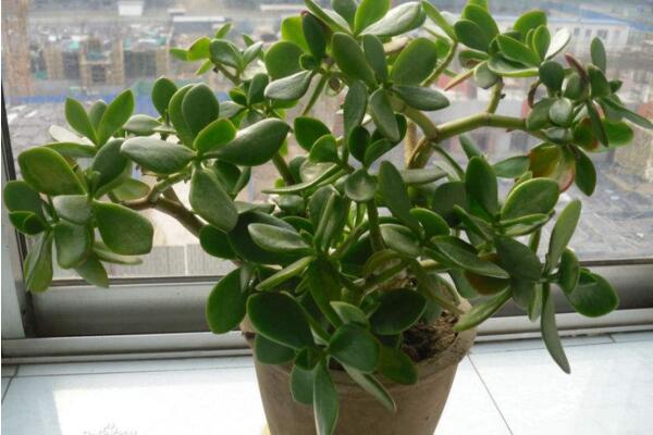 燕子掌葉子發(fā)黃怎么辦，5步即可解決葉子發(fā)黃問題