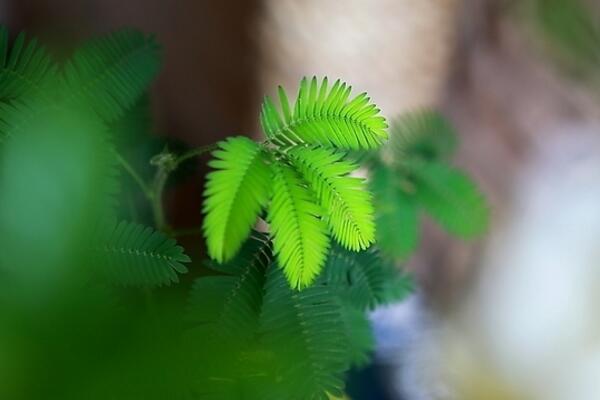 辦公室可以養(yǎng)含羞草嗎，不建議放在辦公室養(yǎng)（導(dǎo)致脫發(fā)）