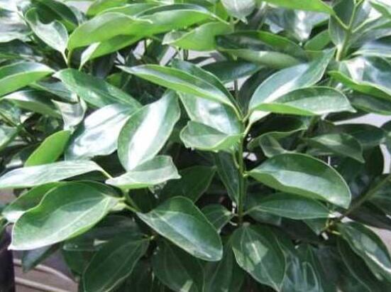 平安樹圖片大全，凈化空氣，矯正異味