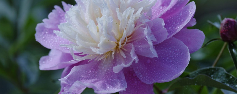 芍藥的春季養(yǎng)護及管理