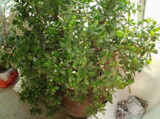 玉樹(shù)如何施肥，做到薄肥勤施原則(春夏秋冬)