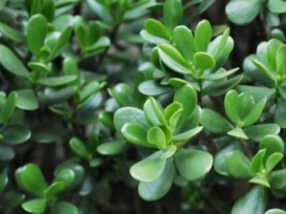 燕子掌不開花怎么辦，做好以下五點(diǎn)花開爆盆