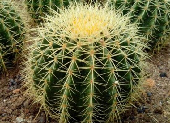 仙人球怎么繁殖，仙人球的扦插方法