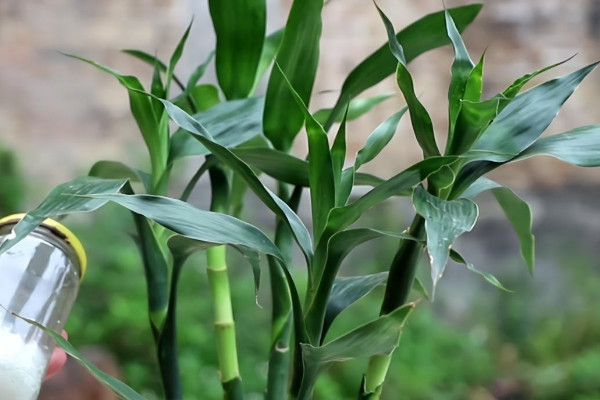 土培富貴竹葉子發(fā)黃怎么辦