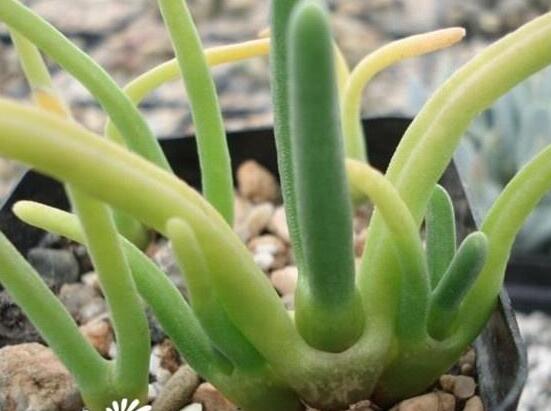 碧光環(huán)用什么土種，透氣透水土壤是必要種植條件