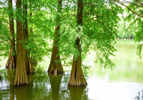 水杉與紅豆杉的區(qū)別，教你三種區(qū)別方法(葉子/果子/習(xí)性)