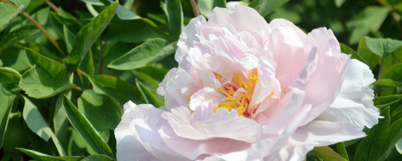 牡丹葉子蔫了怎么補(bǔ)救