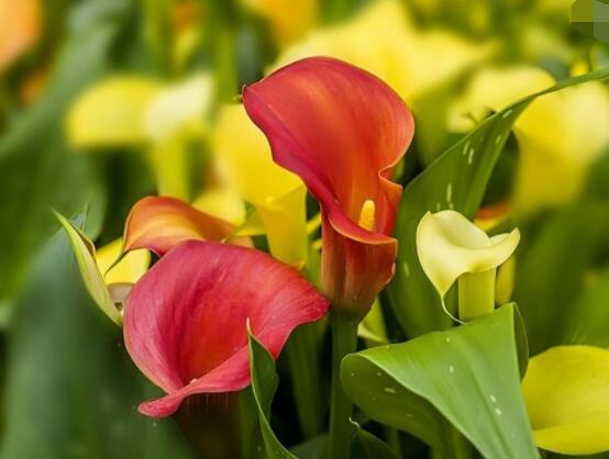 彩色馬蹄蓮花期多長，從11月一直開放到來年5月(半年)