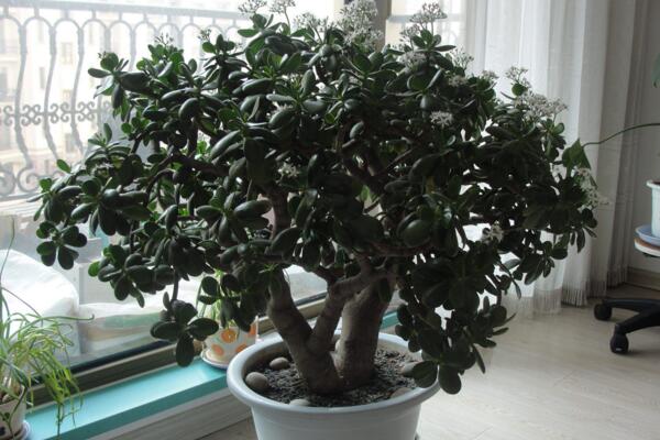 玉樹和燕子掌哪個(gè)貴，燕子掌的價(jià)值更高