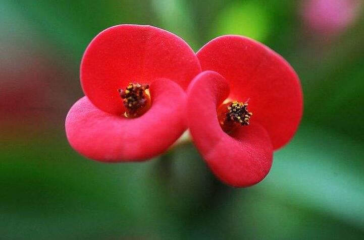 虎刺梅能放臥室嗎，不適合放置的4種原因