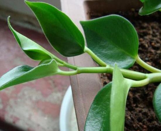 青葉碧玉怎么養(yǎng)，掌握八大核心保證你家的碧玉爆盆綠油油