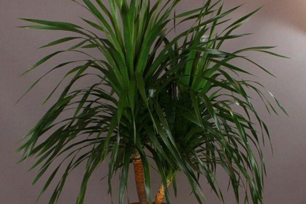 龍血樹葉子下垂怎么辦，可補(bǔ)充光照或控制澆水