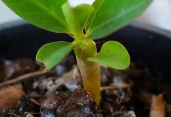 虎刺梅扦插方法，教你五個步驟扦插爆盆