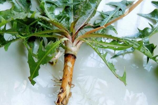 蒲公英的病害防治，常見(jiàn)病害以及防治方法