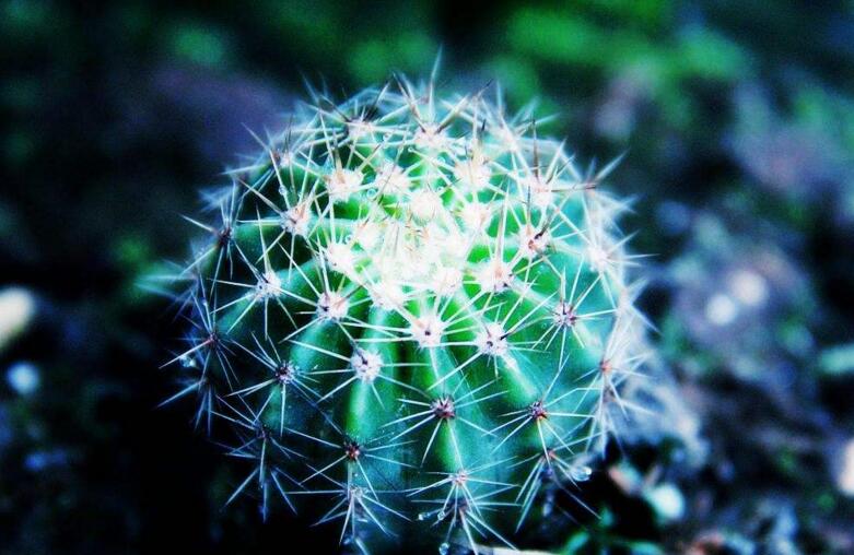 仙人掌花開多久，品種不同花期不同（稀有品種不開花）