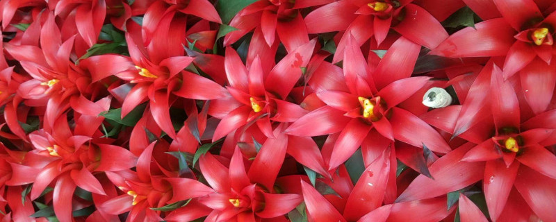 鴻運(yùn)當(dāng)頭冬天的養(yǎng)殖方法和注意事項(xiàng)