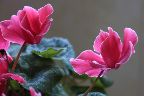 仙客來(lái)的繁殖方法，播種繁殖/切莖繁殖/組織繁殖