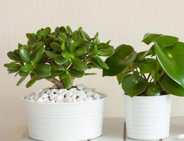 玉樹(shù)的葉子發(fā)軟發(fā)黃，防止這些問(wèn)題發(fā)生的解決方法