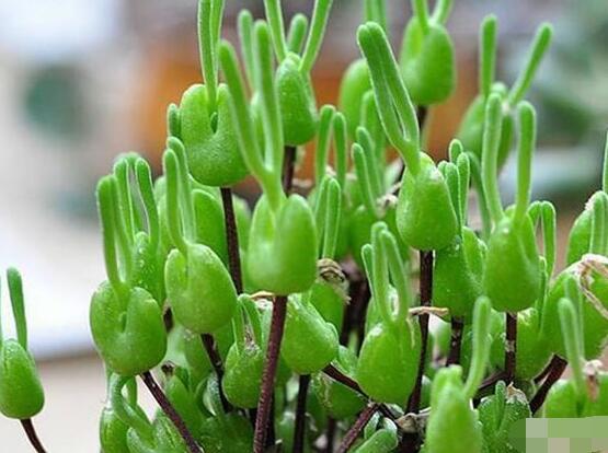 碧光環(huán)發(fā)芽后要澆水嗎，需要/只需要保持濕潤(rùn)環(huán)境即可