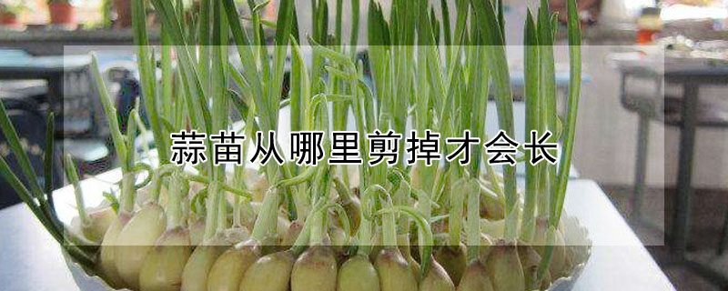 蒜苗從哪里剪掉才會長