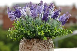 薰衣草怎么扦插，薰衣草的繁殖方法