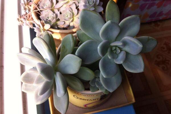 寶石花光照和溫度處理，夏季遮陰冬季向陽