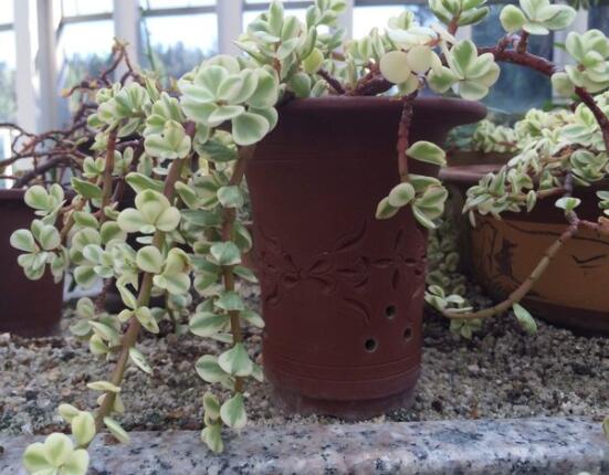 雅樂之舞怎么澆水，做到澆則澆透原則/忌積水