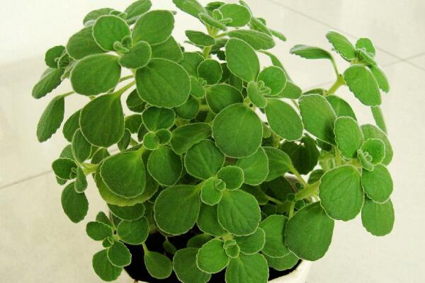 碰碰香爛根怎么辦，剪除爛根重新栽種