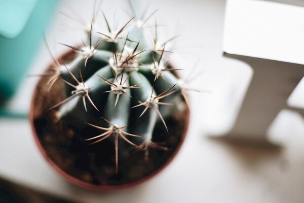 仙人球換盆方法，4步即可完成仙人球的換盆