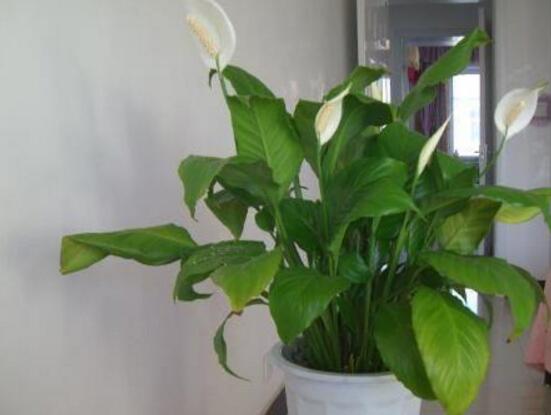 一帆風(fēng)順葉子下垂，四種原因以及解決辦法