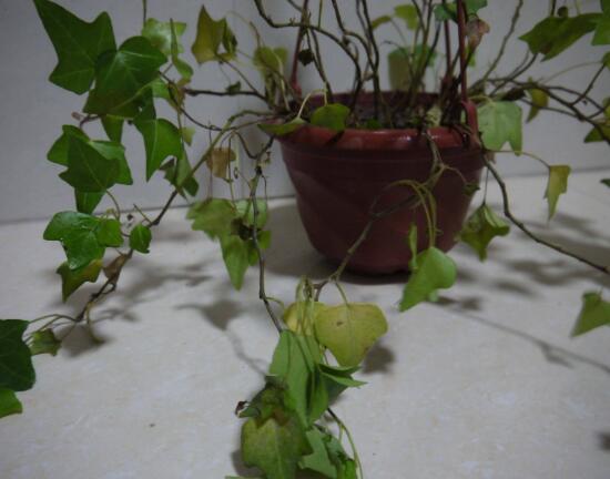 常春藤葉子發(fā)黃的原因有三，讓它重新恢復(fù)生機(jī)