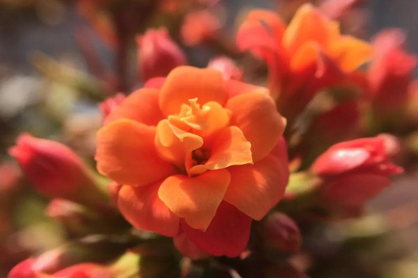 長(zhǎng)壽花花苞期間怎么養(yǎng)護(hù)