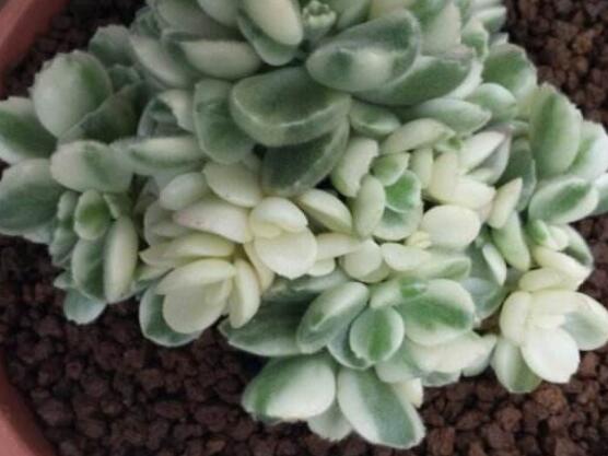 熊童子和白熊的區(qū)別，老農(nóng)總結(jié)最直觀兩種分辨方法