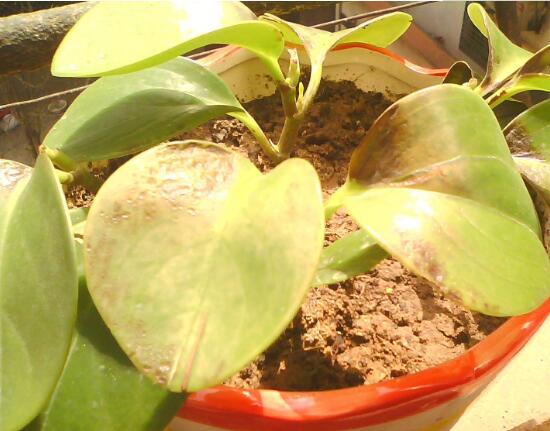 碧玉葉子發(fā)黃怎么辦，教你五步讓它重新恢復生機