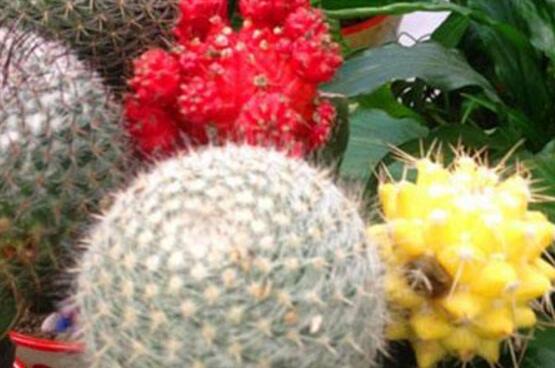 仙人掌的果實(shí)能吃嗎，食用可清熱解毒、養(yǎng)顏?zhàn)o(hù)膚