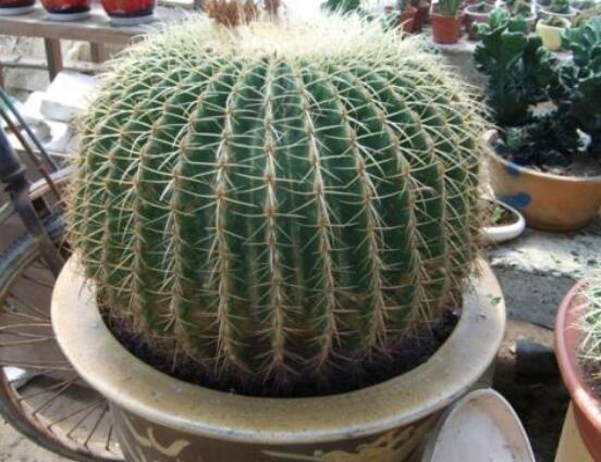 仙人球用什么肥料，鉀、磷肥為主，氮肥為輔