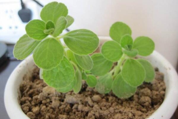 碰碰香怎么養(yǎng)殖，養(yǎng)好碰碰香最關(guān)鍵的5步