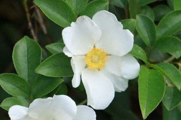 金櫻子什么季節(jié)有